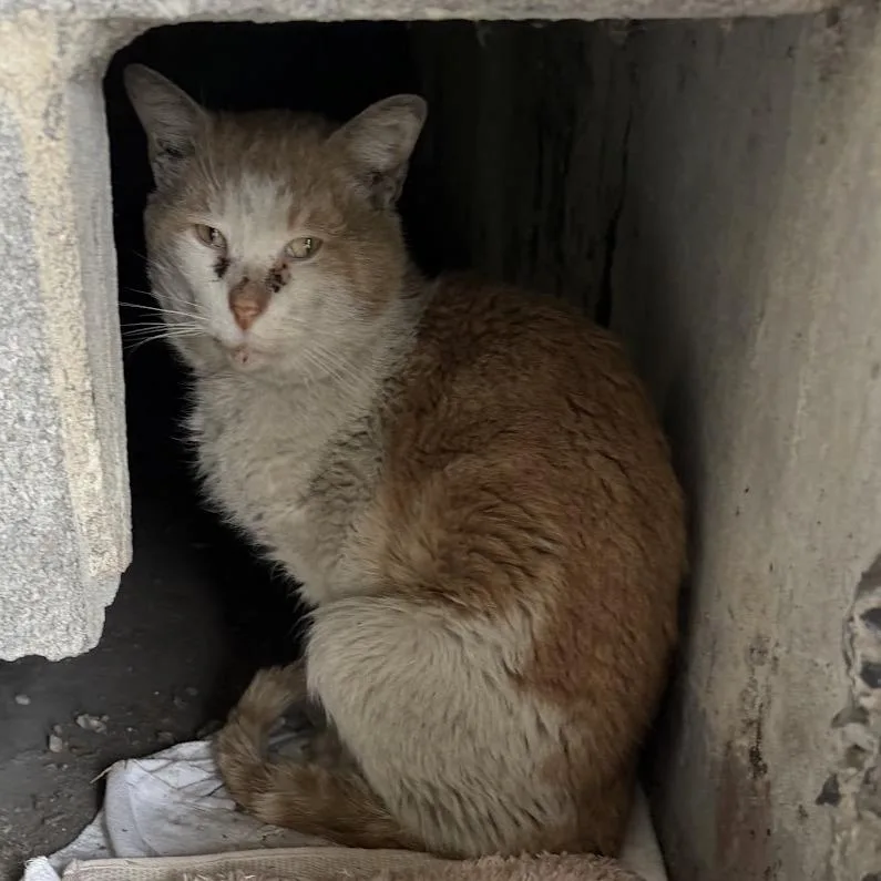 An adult small-sized male Domestic Short Hair cat named Cheeto for adoption in Brooklyn, NY