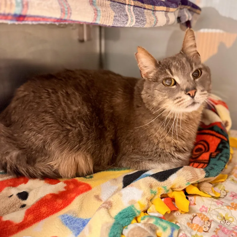 A senior large-sized male Tabby (Gray / Blue / Silver) Domestic Short Hair cat named Ashes for adoption in Midland, MI