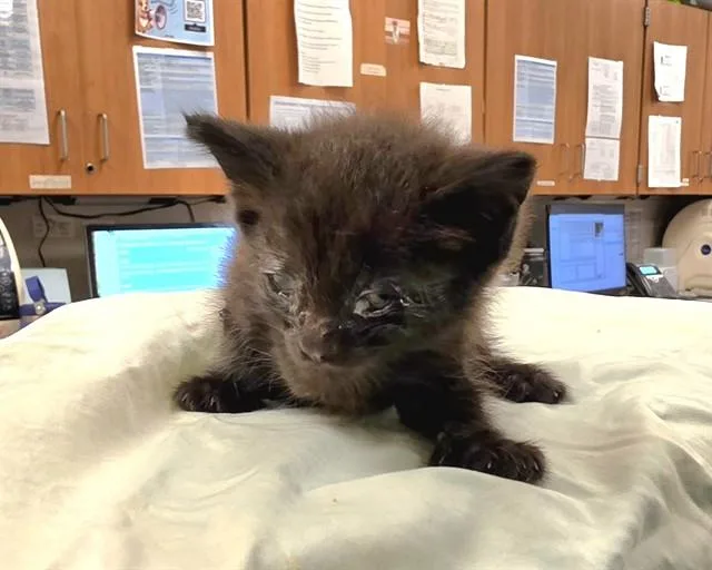 A baby small-sized male Domestic Short Hair cat named Gattito for adoption in Miami, FL