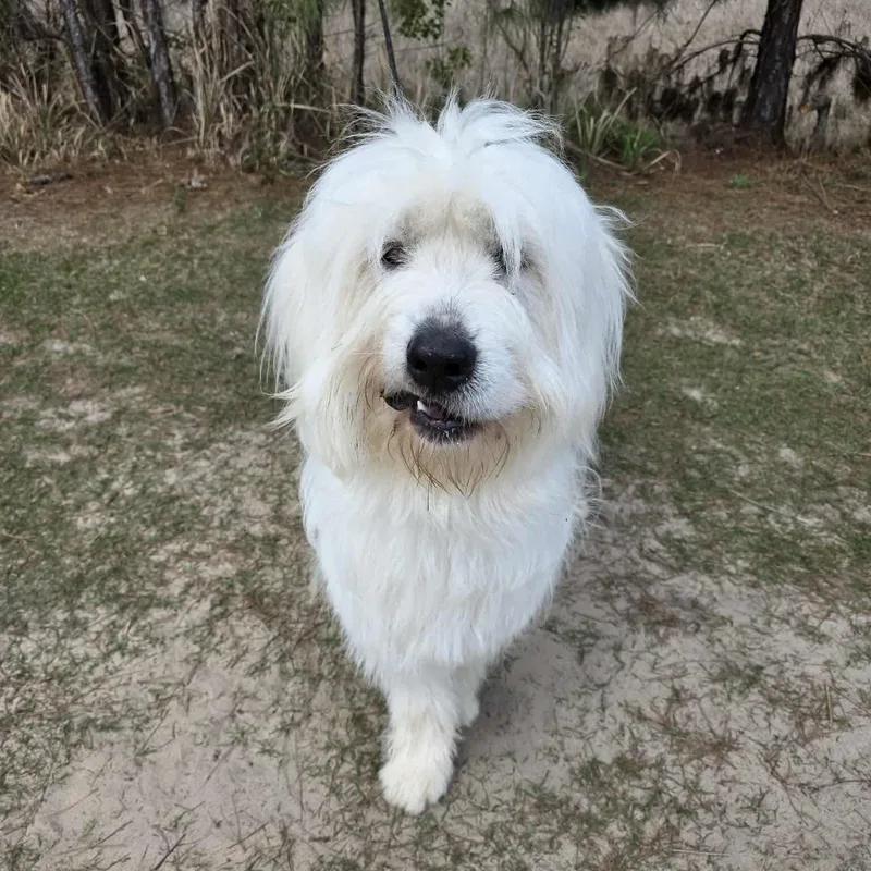 Maverick thumbnail 2