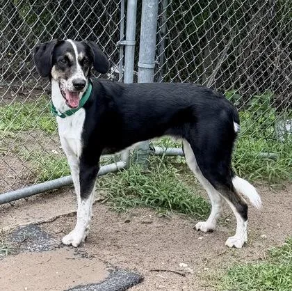 Loki