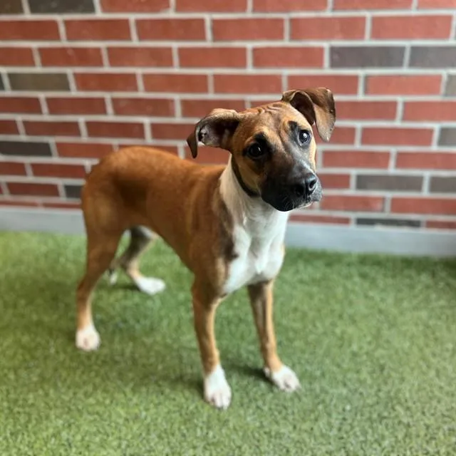 A young small-sized female Mixed Breed dog named Cortlynn for adoption in Edmond, OK