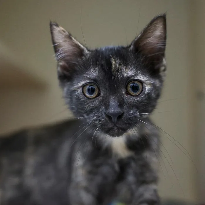 A baby small-sized female Tortoiseshell Domestic Short Hair cat named Cerberus for adoption in Bradenton, FL