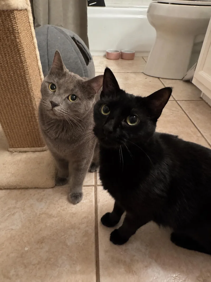 An adult medium-sized female Black Domestic Short Hair cat named Emerald Green Bonded With for adoption in Chandler, AZ