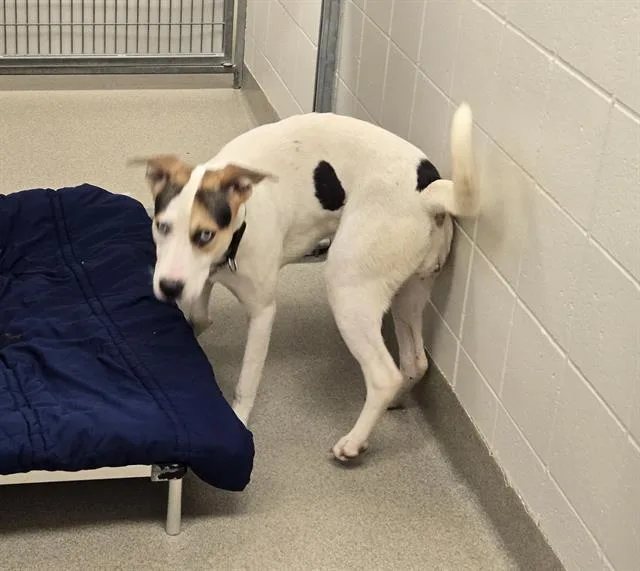 A young large-sized female Beagle dog named Midnight for adoption in Omaha, NE