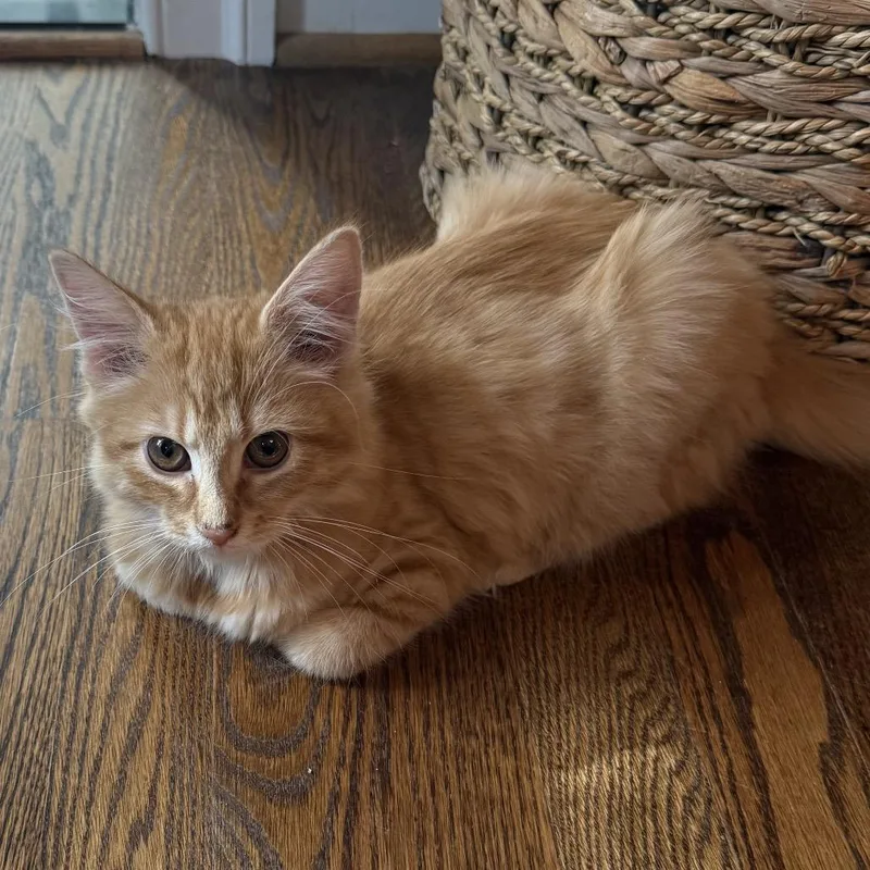 A baby small-sized male Orange / Red Domestic Long Hair cat named Taco for adoption in Fairfax, VA