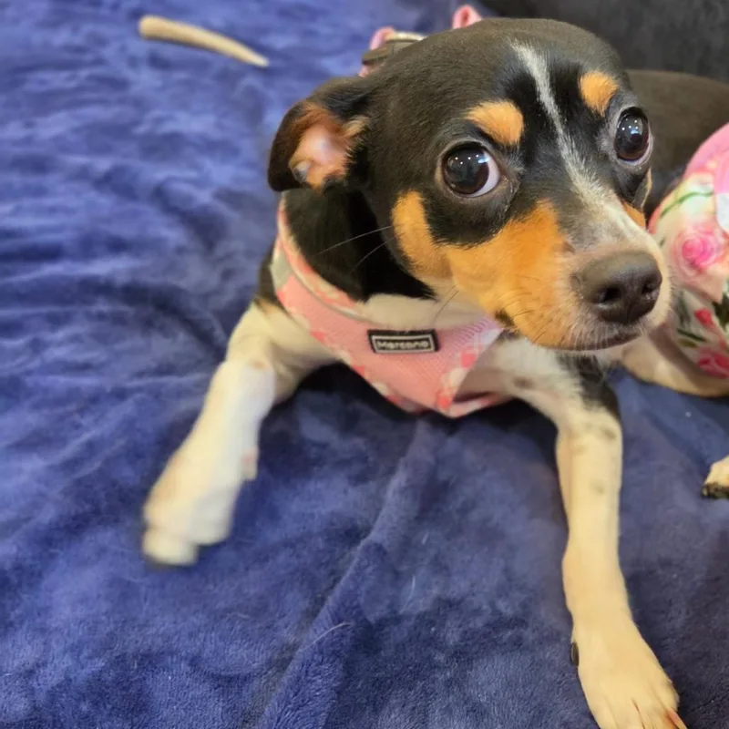 A young small-sized female Black Chihuahua dog named Sesame for adoption in Fort Lauderdale, FL