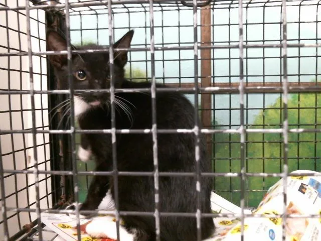 A baby small-sized female Domestic Short Hair cat named Skittles for adoption in Houston, TX