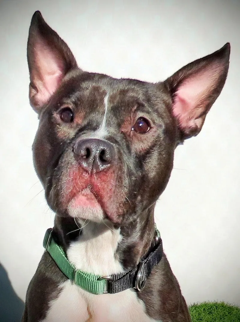 An adult large-sized male Black Pit Bull Terrier dog named Chip for adoption in Amityville, NY