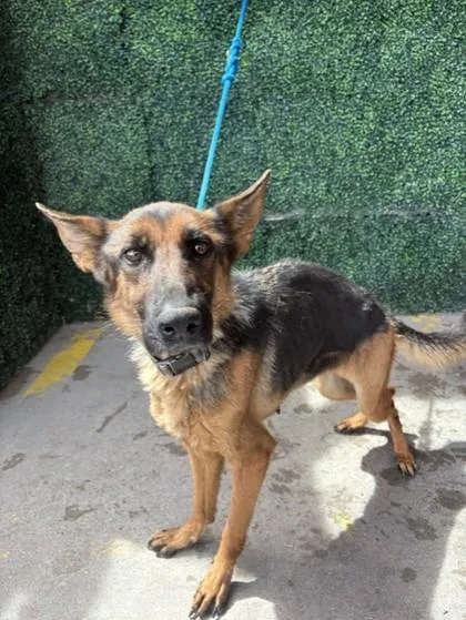 An adult large-sized female Black German Shepherd Dog dog named Dusse for adoption in El Paso, TX