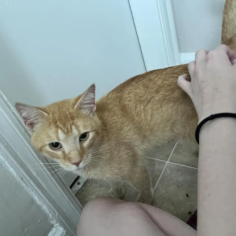 An adult small-sized male Buff / Tan / Fawn Domestic Short Hair cat named Mac Attack for adoption in Granville, OH