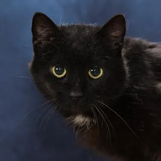 Blackbeard thumbnail 2