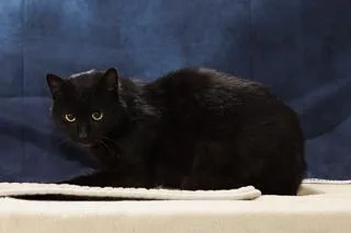 Blackbeard thumbnail 3