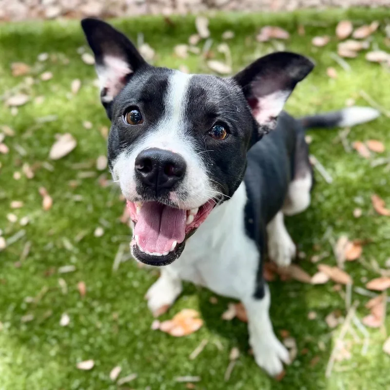 An adult small-sized female Black Mixed Breed dog named Destiny for adoption in Milton, FL
