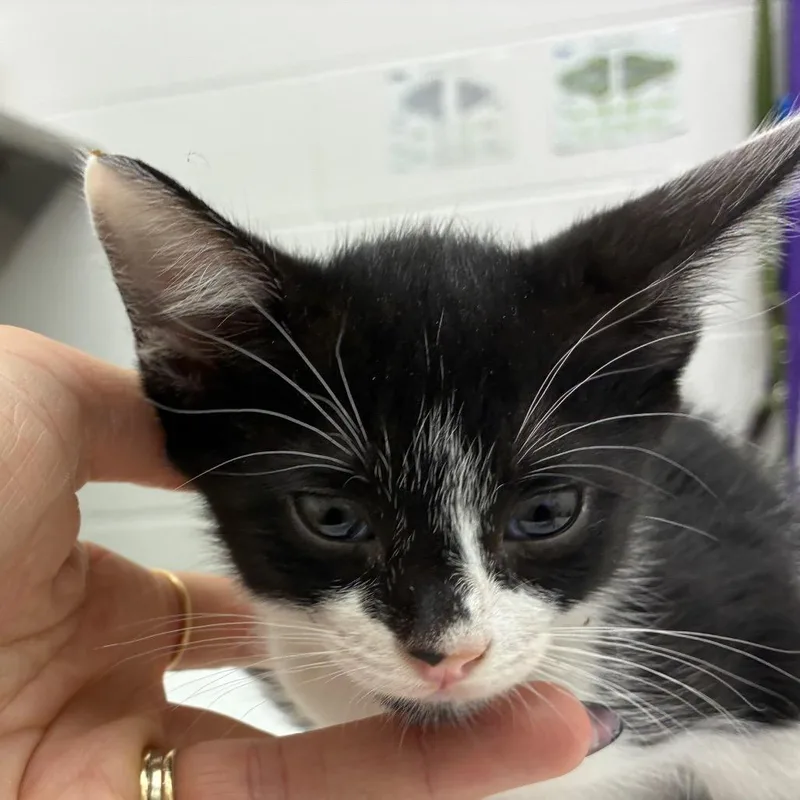 A baby small-sized male Domestic Short Hair cat named Gladiator for adoption in Corpus Christi, TX