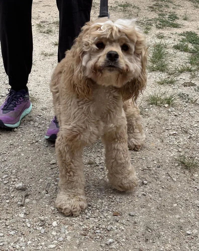 A young small-sized male Cockapoo dog named Biscuit for adoption in New Braunfels, TX