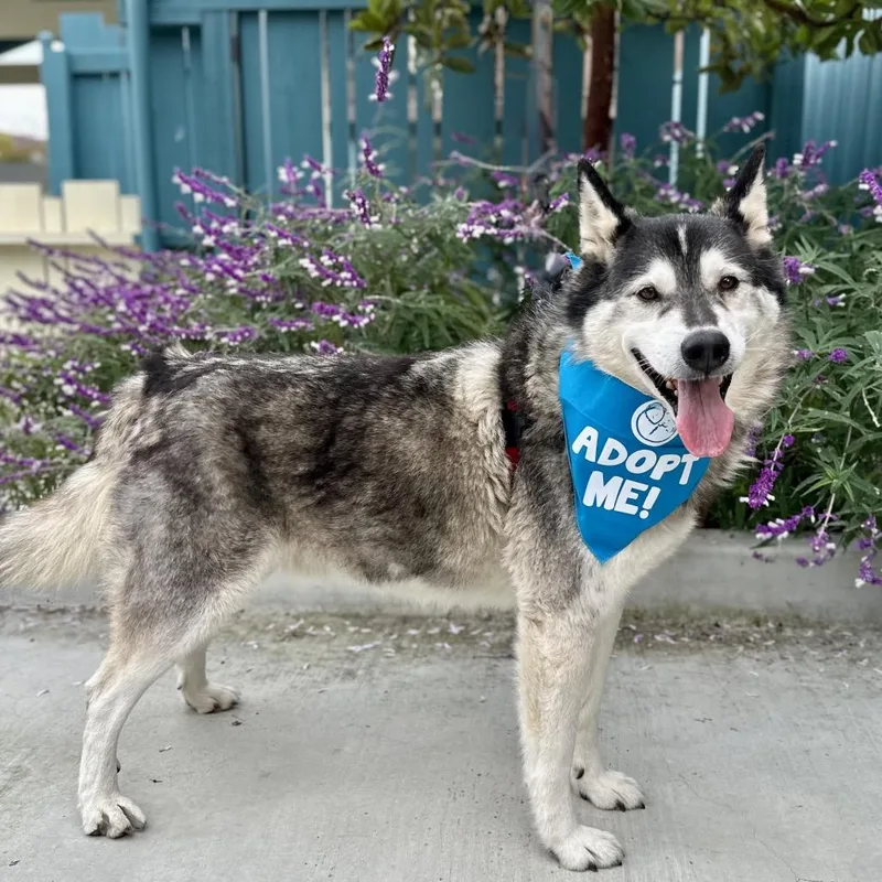 A senior large-sized male Gray / Blue / Silver Husky dog named Malcolm for adoption in Pacific Grove, CA