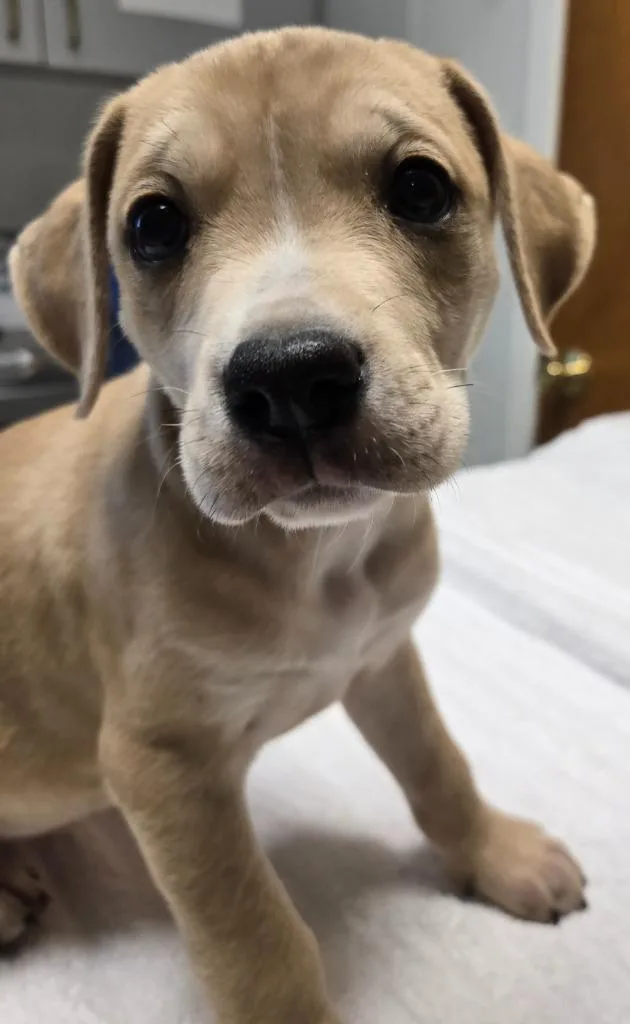 A baby small-sized female Doberman Pinscher dog named Matilda for adoption in Sandusky, OH