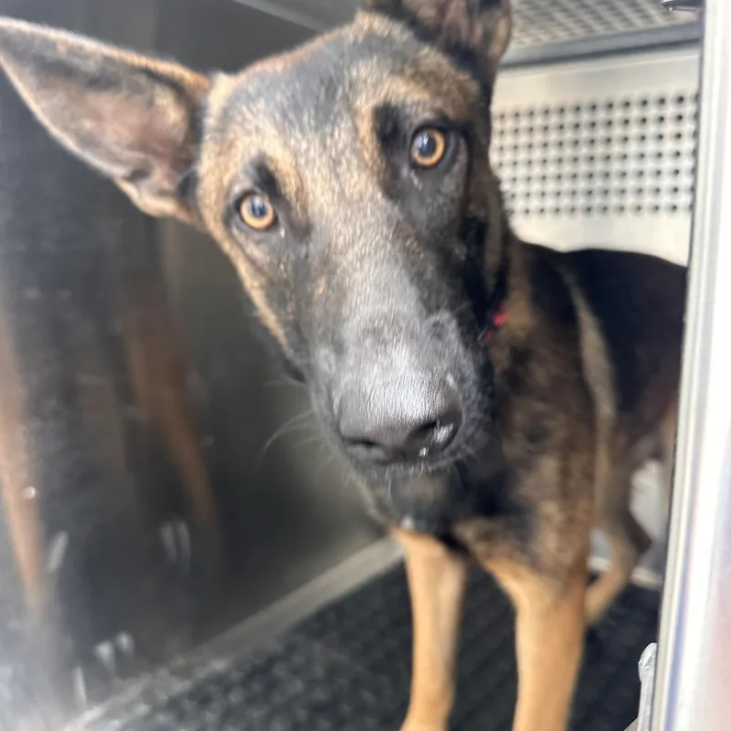 A young medium-sized male Brown / Chocolate Belgian Shepherd / Malinois dog named Jetson for adoption in Edinburg, TX