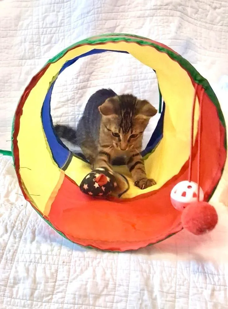 An adult medium-sized male Tabby (Brown / Chocolate) Domestic Short Hair cat named Jun for adoption in Maitland, FL