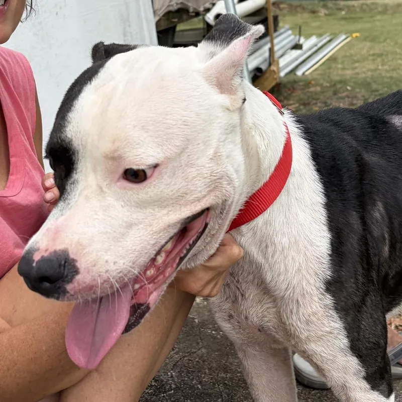 An adult medium-sized male Mixed Breed dog named Douglas for adoption in Frederiksted, VI