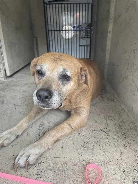 A senior large-sized female Labrador Retriever dog named Betty for adoption in Saint Cloud, FL