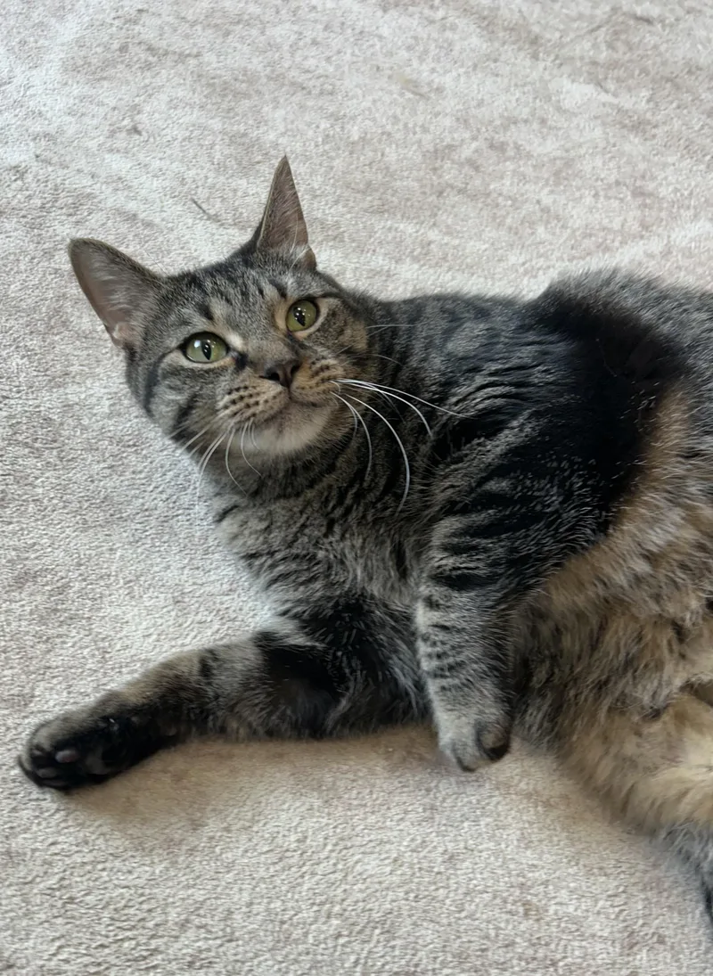 An adult medium-sized female Tabby (Brown / Chocolate) Domestic Short Hair cat named Maggie for adoption in Mokena, IL