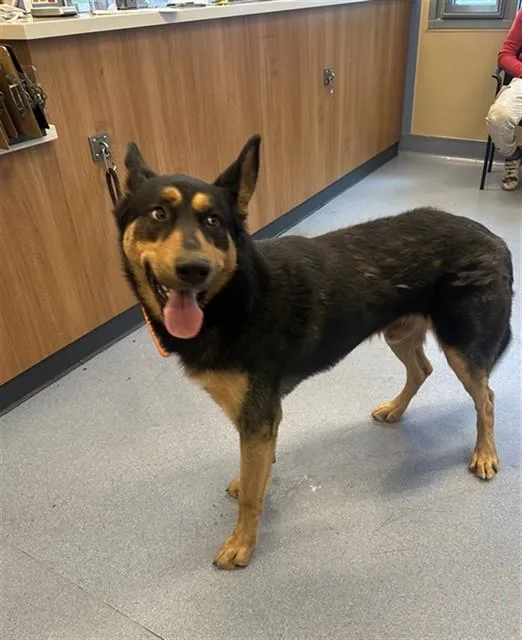 A young large-sized male Australian Cattle Dog / Blue Heeler dog named Sundance for adoption in San Jose, CA