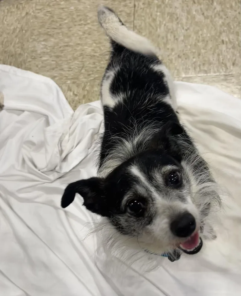 A senior small-sized male Rat Terrier dog named Adam for adoption in Winter, WI