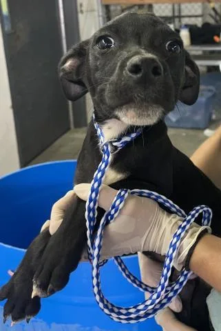 A baby small-sized male Mixed Breed dog named Carpet Man for adoption in Pensacola, FL