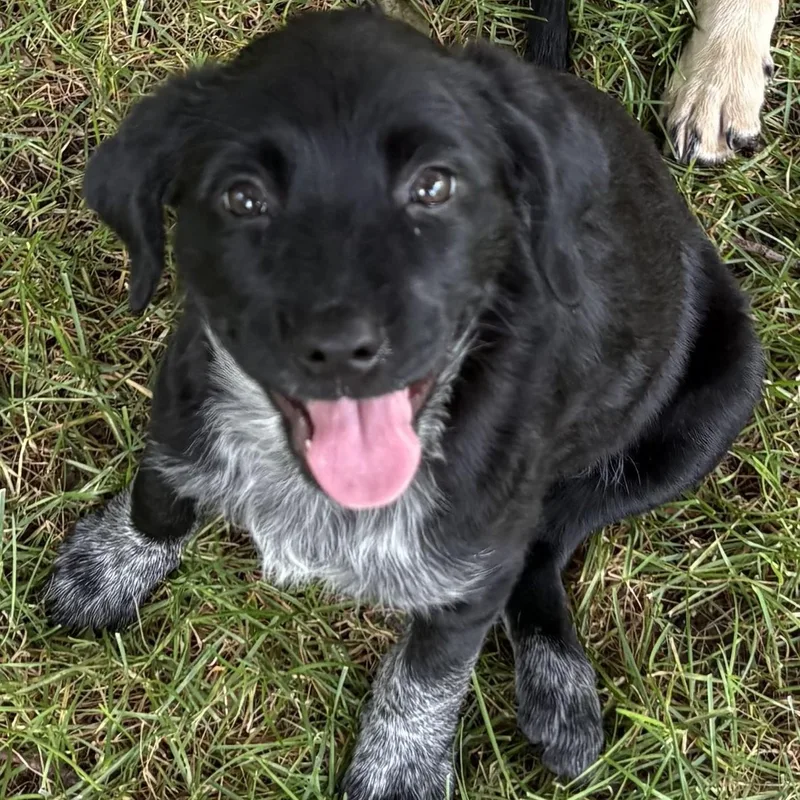 A baby medium-sized female Black Spaniel dog named Gracie for adoption in Rochester, NY