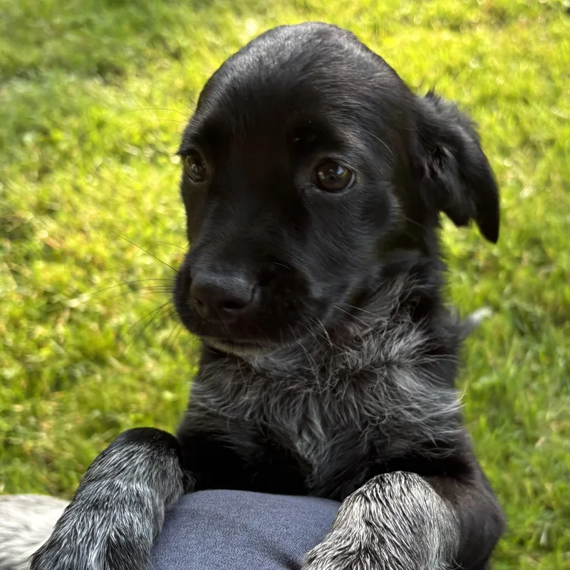 Gracie thumbnail 2