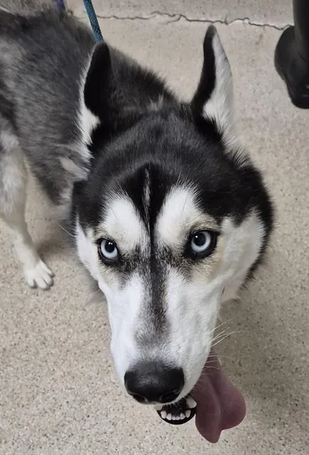 A young medium-sized female Siberian Husky dog named Nami for adoption in Bakersfield, CA