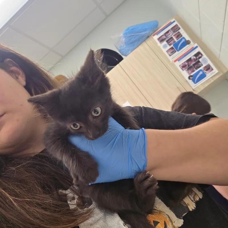 A baby small-sized male Black Domestic Medium Hair cat named Ball for adoption in Chattanooga, TN