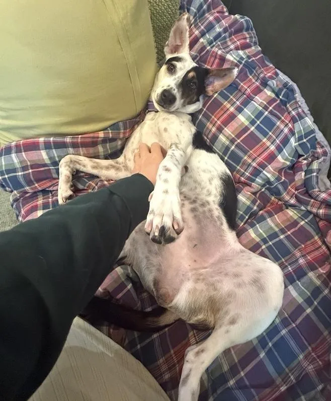 A young small-sized female Tricolor (Brown, Black, & White) Labrador Retriever dog named Lilah for adoption in Brooklyn, NY