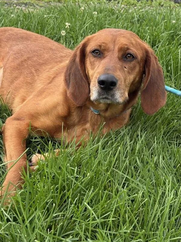 An adult medium-sized female Redbone Coonhound dog named Zoe Jane for adoption in Lancaster, OH