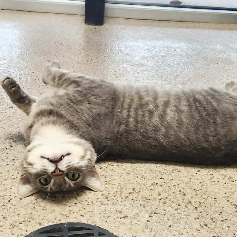 Simon  friendly handsome