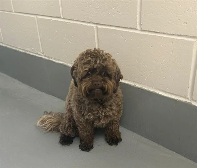A young small-sized male Shih Tzu dog named A for adoption in Ocala, FL