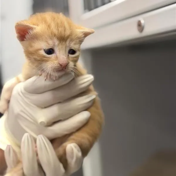 A baby small-sized female Orange / Red Domestic Short Hair cat named Brie for adoption in Houston, TX