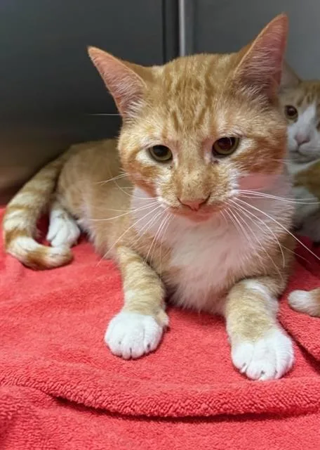 An adult medium-sized male Domestic Short Hair cat named Peter for adoption in Peoria, IL