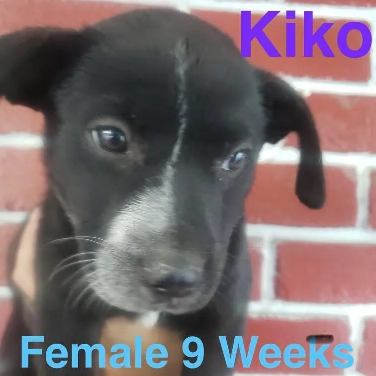 A baby medium-sized female Australian Cattle Dog / Blue Heeler dog named Kiko for adoption in Houston, TX