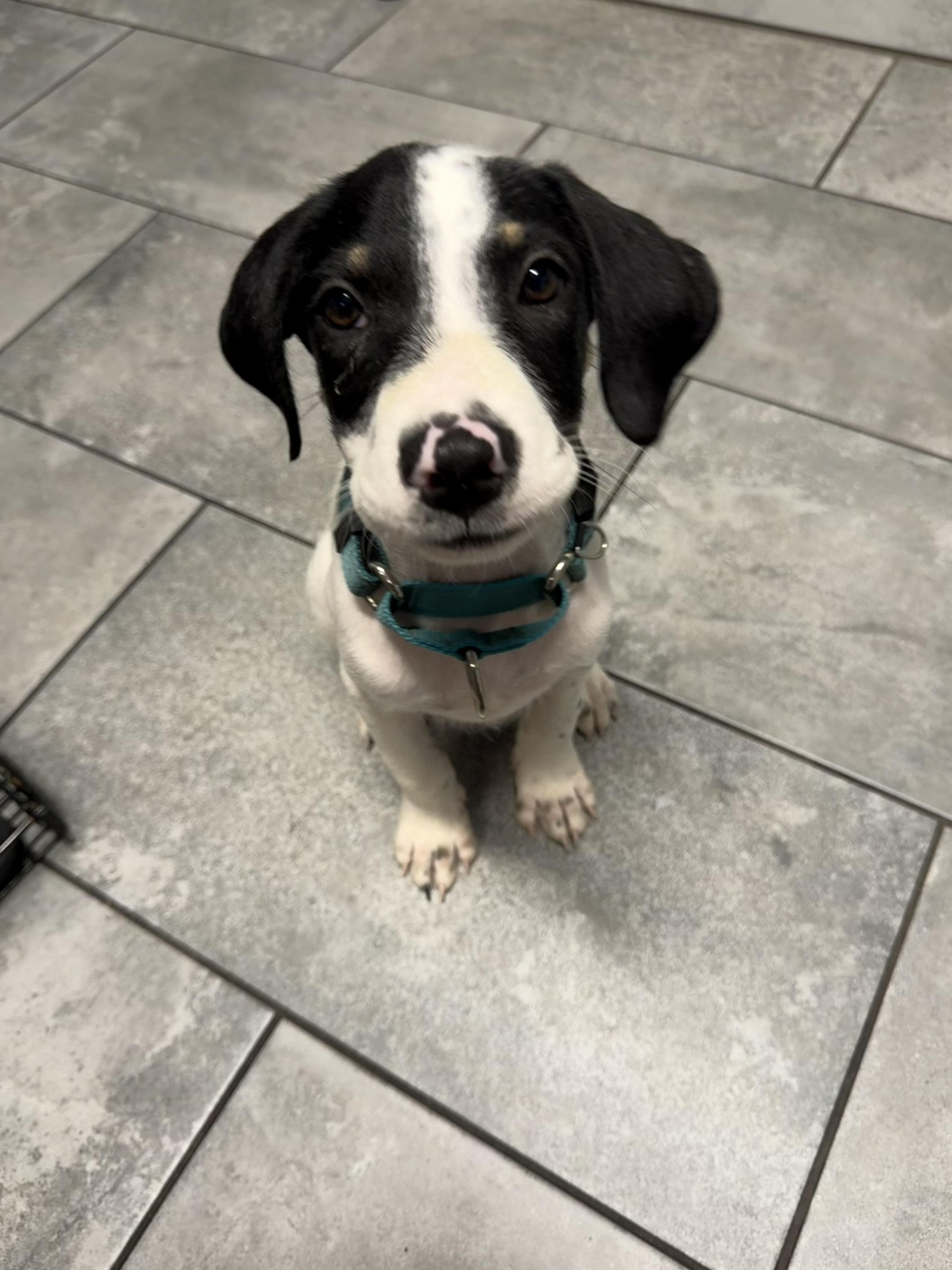 A baby medium-sized male Terrier dog named Charlie for adoption in Mico, TX
