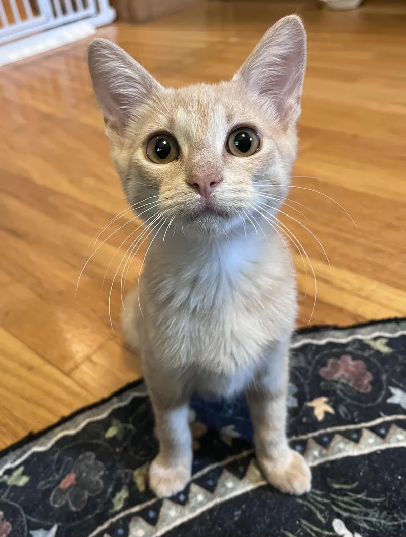 A baby medium-sized male Tabby (Buff / Tan / Fawn) Domestic Short Hair cat named Jaspur for adoption in Belvidere, IL