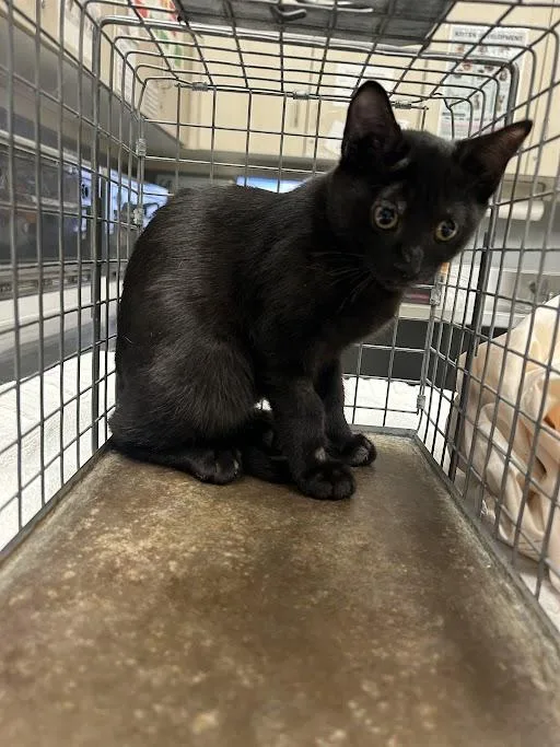 A baby small-sized female Domestic Short Hair cat named Sabrina for adoption in Las Vegas, NV