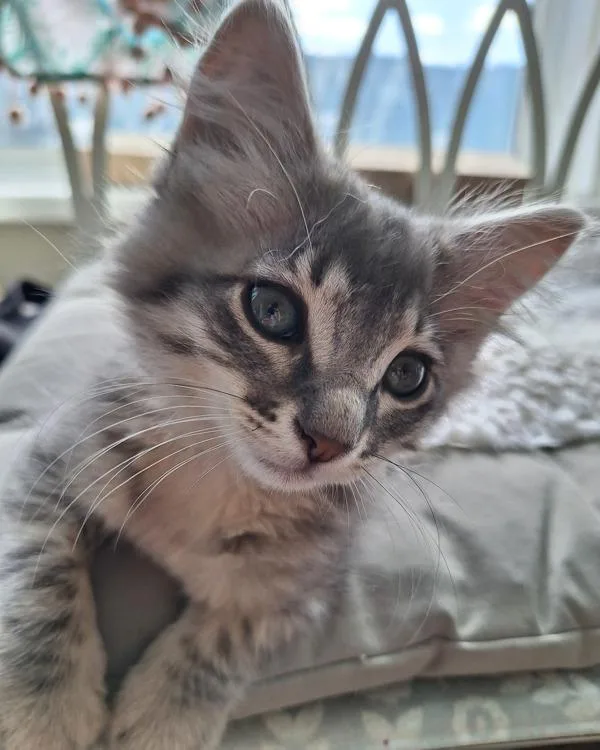 A baby small-sized male Domestic Medium Hair cat named Piper for adoption in Novato, CA