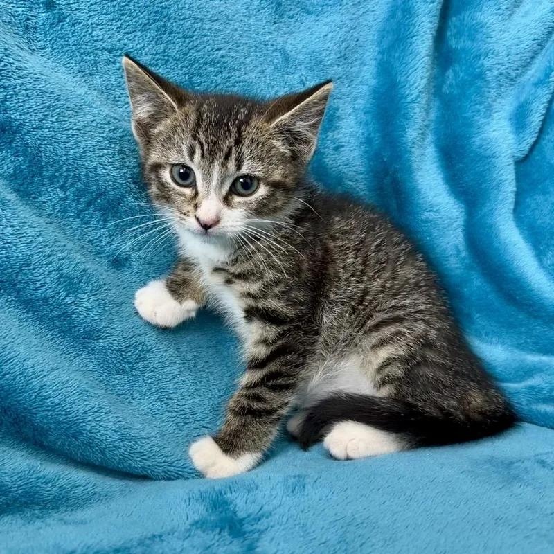 A baby small-sized female Brown / Chocolate Domestic Short Hair cat named Dinghy for adoption in Middle Village, NY