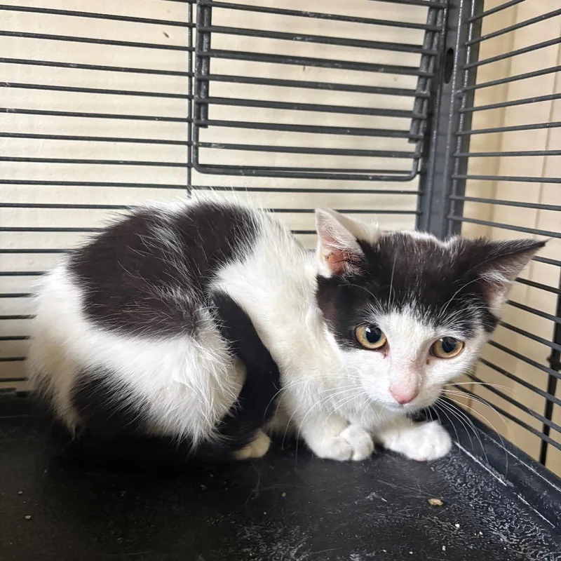 A baby small-sized female White Domestic Short Hair cat named No name for adoption in Grantsville, UT