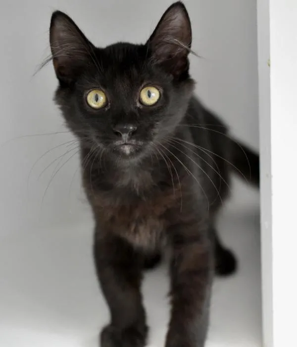 A young medium-sized male Black Domestic Medium Hair cat named Ochoa for adoption in Marietta, GA