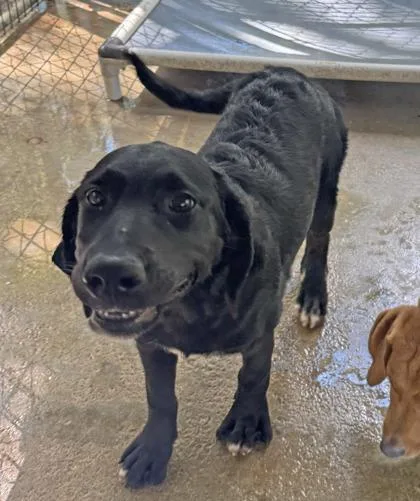 A baby extra large-sized female Bernese Mountain Dog dog named Goblina for adoption in Picayune, MS