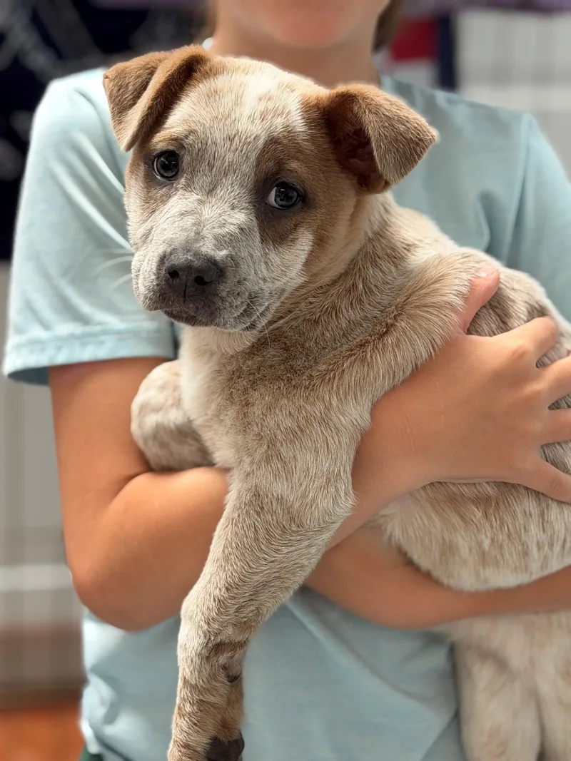 Koopa Kart  Local thumbnail 2